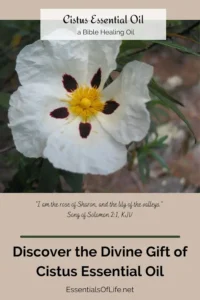 12-cistus2-min 12-cistus2-min