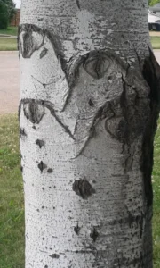 heart in tree