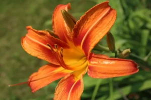Jul09a-25