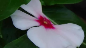 apricot vinca