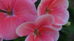 geranium