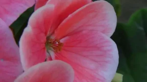 geranium