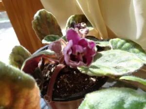 apr29e-21