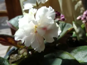 apr29f-21