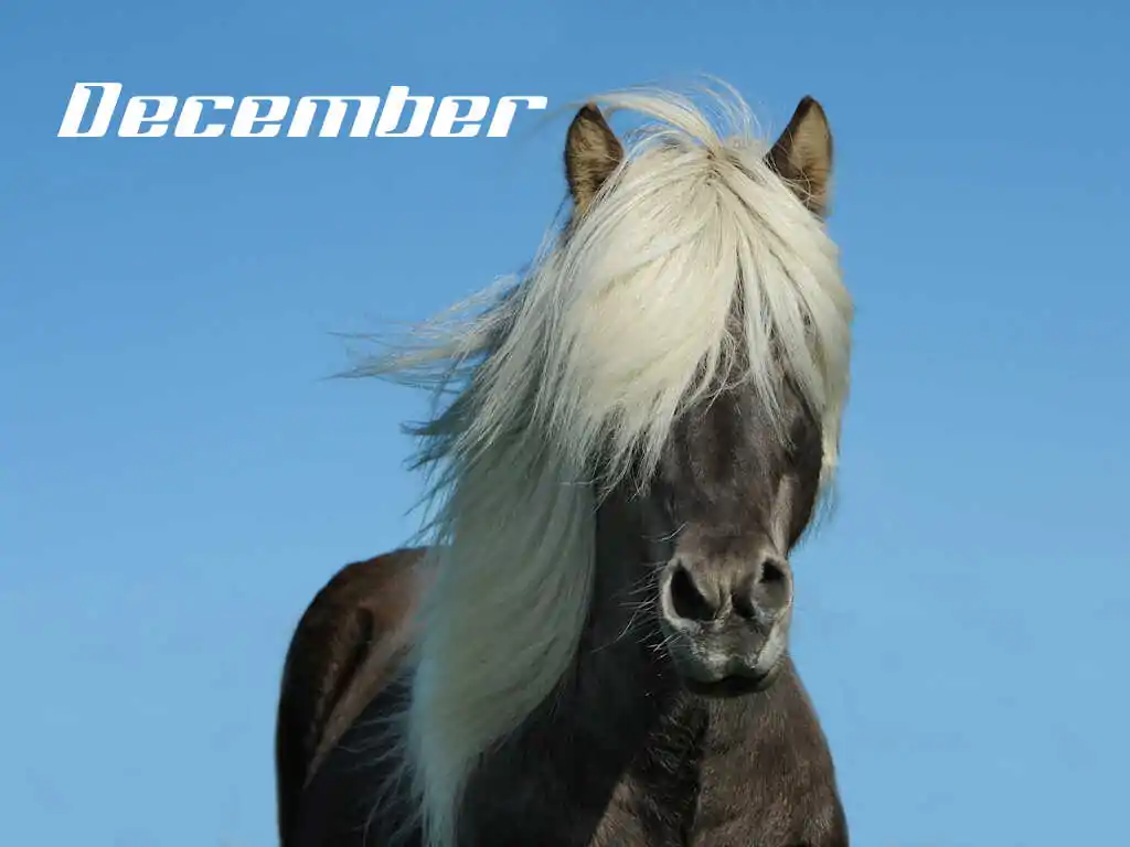 december_optimized
