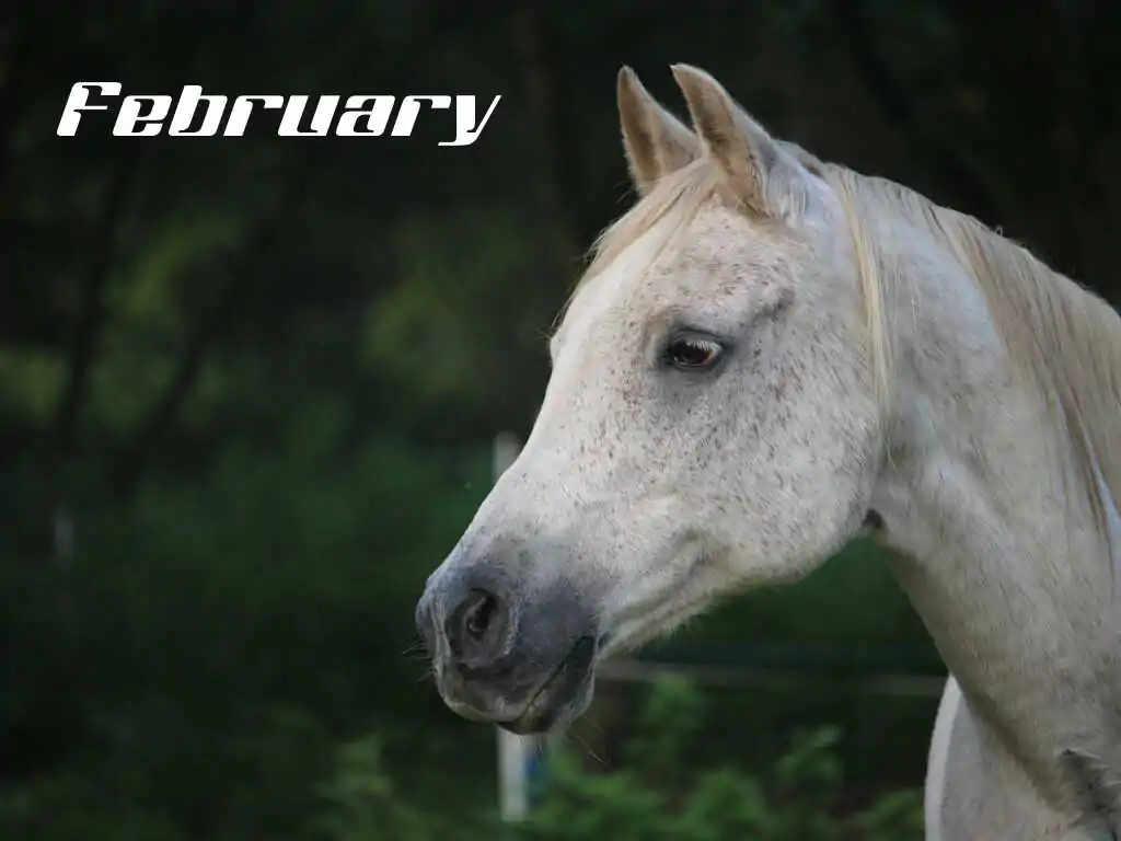 february_optimized
