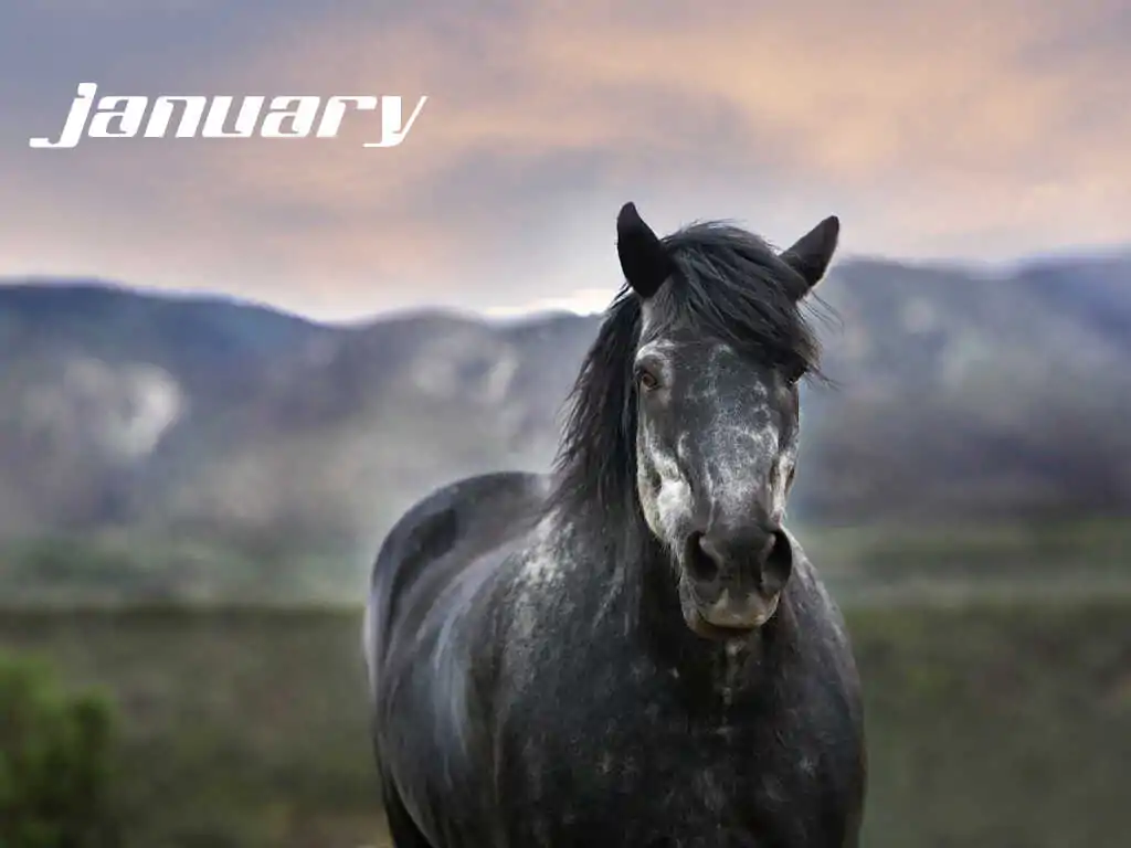 january_optimized