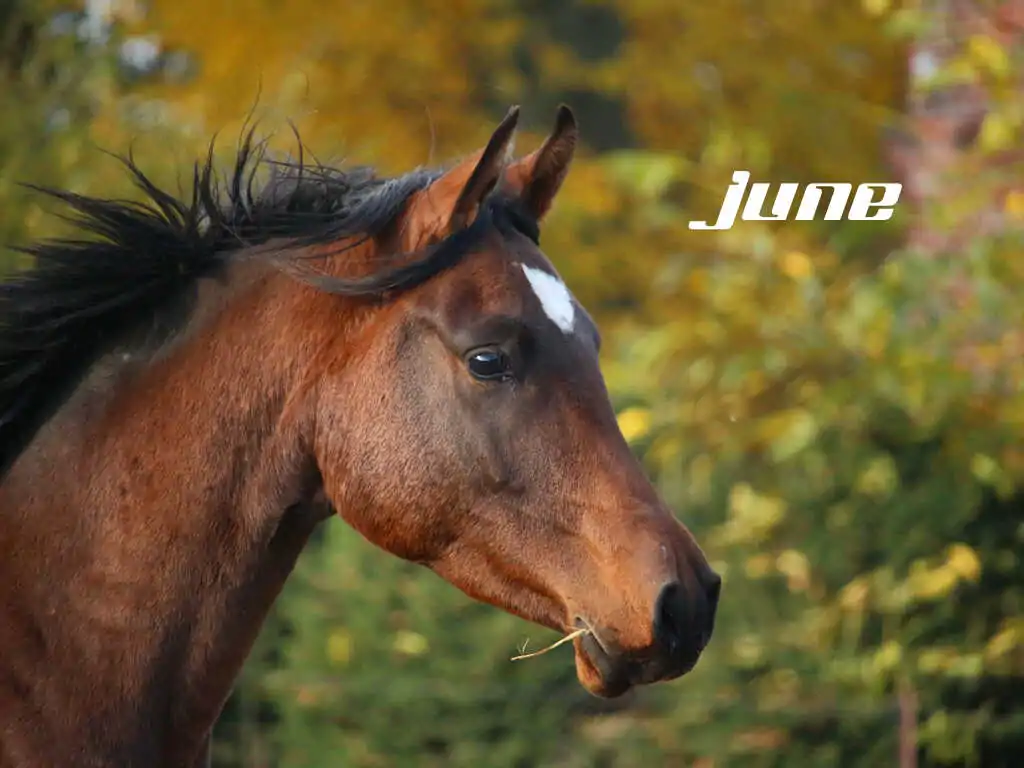 june_optimized