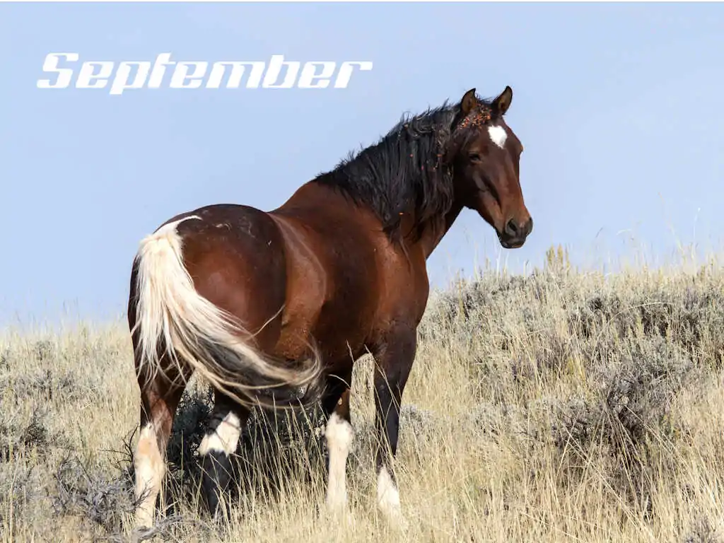 september_optimized