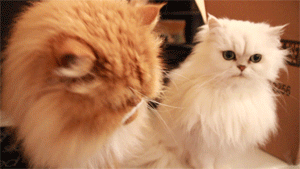 cat smack